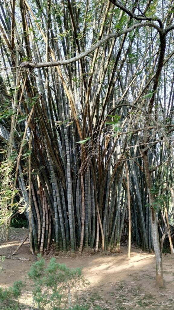 Botanischer Garten Kandy Bambus
