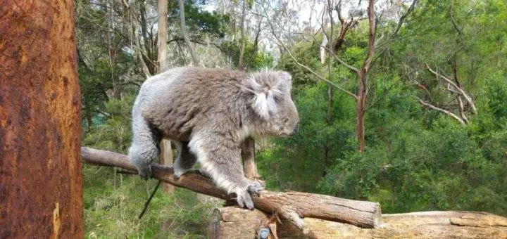 Koala Reserve Phillip Island