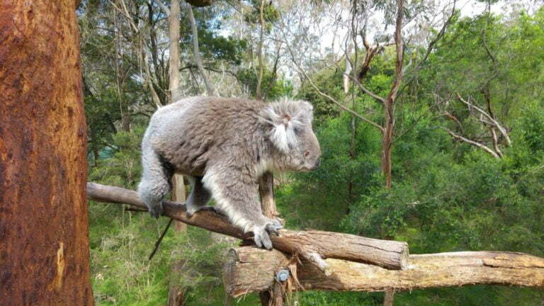 Koala Reserve Phillip Island