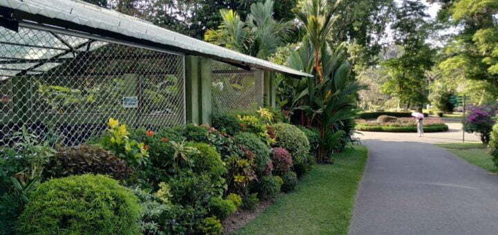 Botanischer Garten Kandy