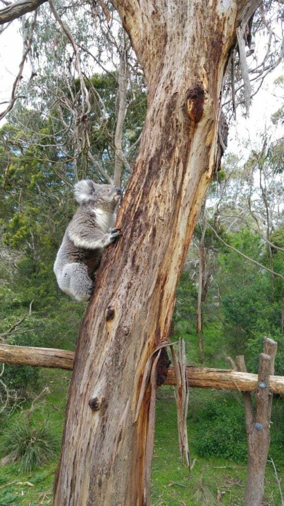 Eukalyptuswald Koala Reserve