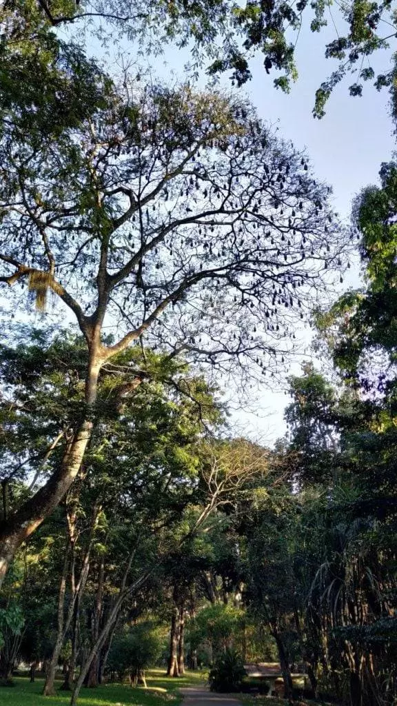 Flughunde Botanical Garden Kandy