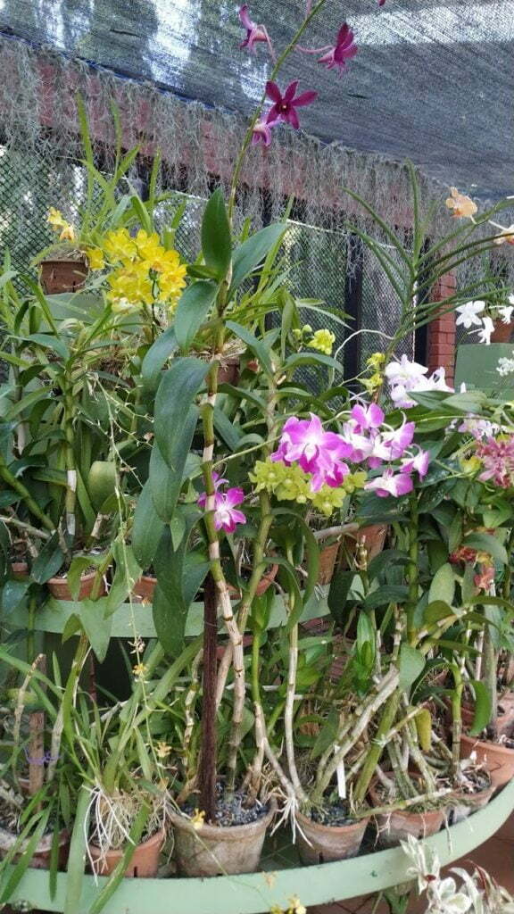 Orchideen Botanischer Garten Peradeniya