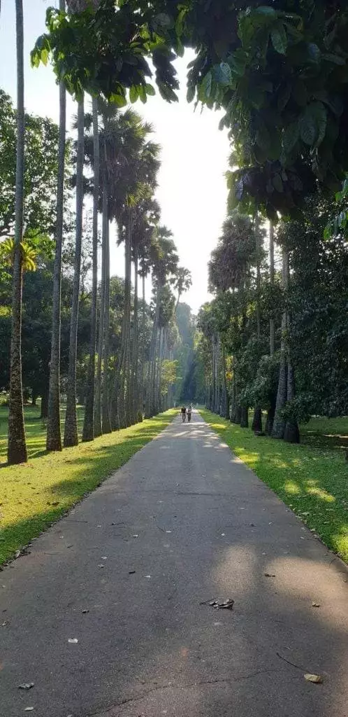 Palmen Sri Lanka