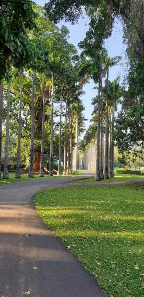 Palmenallee Botanischer Garten Kandy