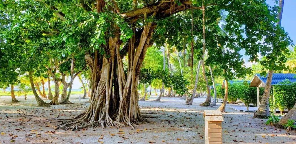 Palmen Meeru Island Resort