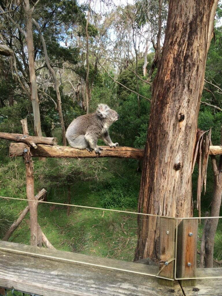 Koala Boardwalk