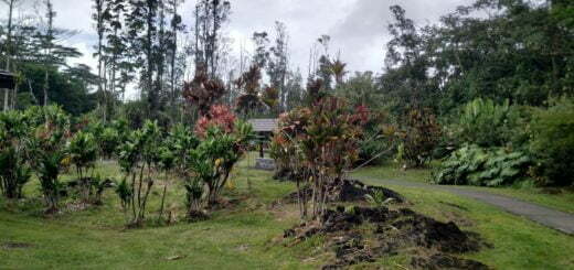 Lava Tree Park Hawaii