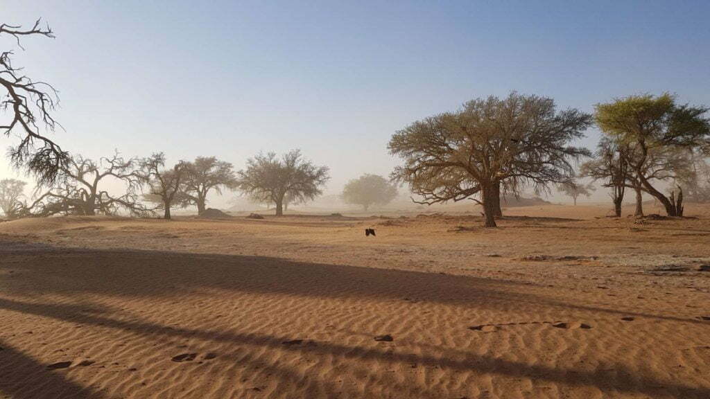 Sossusvlei Nebel