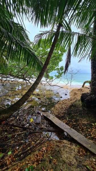 Dschungel Bocas Del Toro