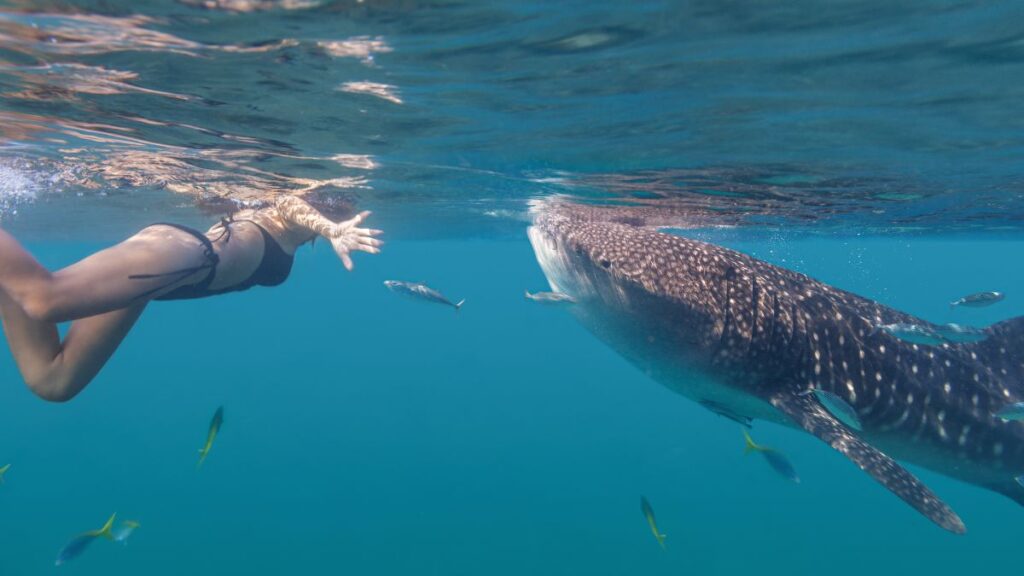 Eine junge Frau schwimmt mit einem Walhai