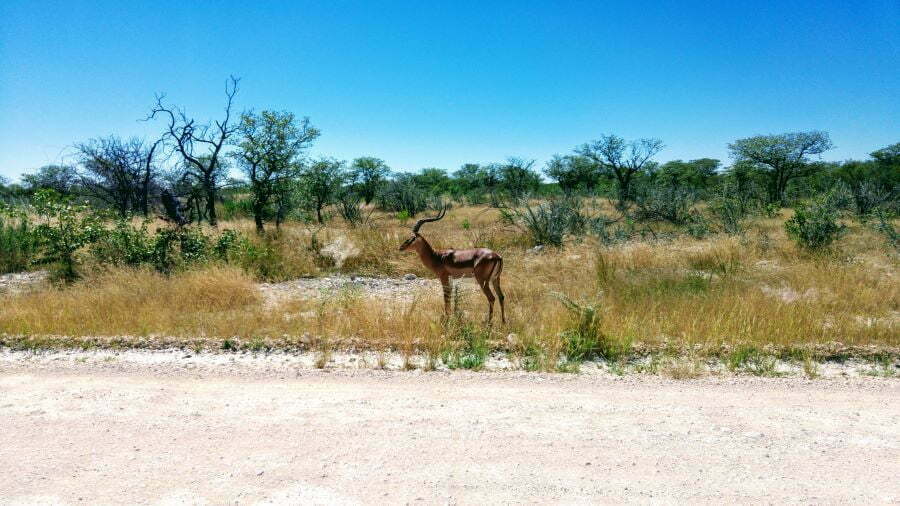 Antilope im Etosha Nationalpark