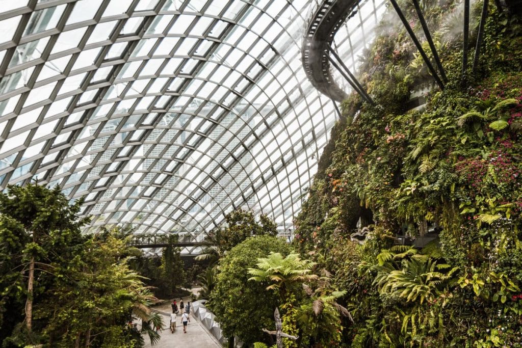 Cloud Forest