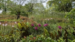 Botanischer Garten Singapur